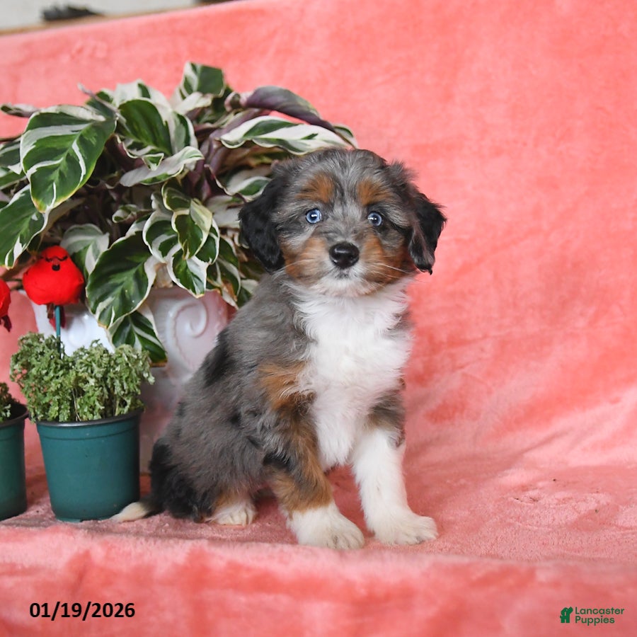 Mini Aussiedoodle dogs Callie - Ad 2