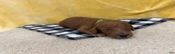 Mini Goldendoodle dogs for sale: Skip - Ad 2