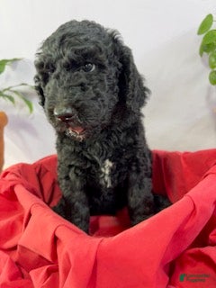 Goldendoodle dogs Tank - Ready for Delivery - Ad 1