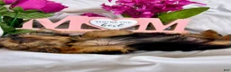 Yorkshire Terrier dogs for sale: Yorkshire Terrier Puppy 4 - Ad 4