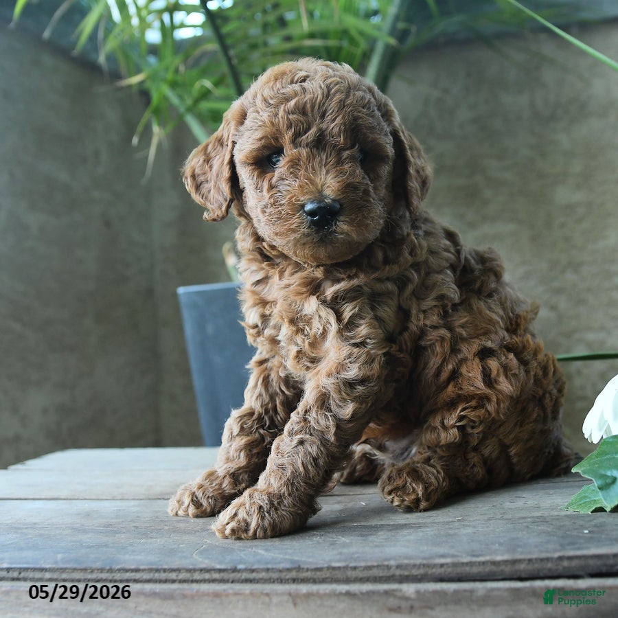 Miniature Poodle dogs Gus - Ad 2