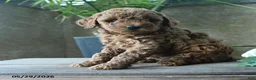 Miniature Poodle dogs for sale: Gus - Ad 2