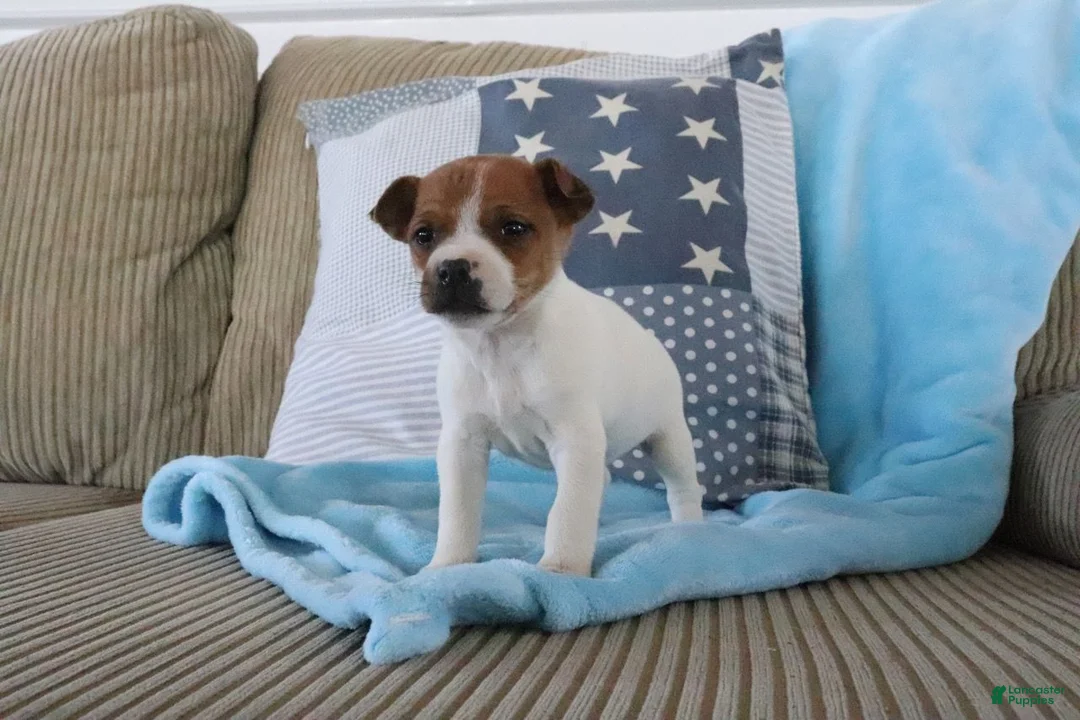 Jack Russell Terrier dogs for sale: Sierra - Ad 1