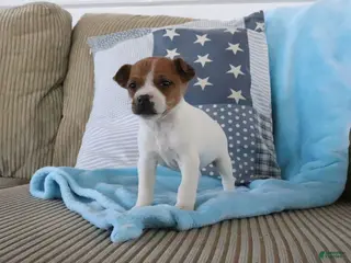 Jack Russell Terrier dogs Sierra - Ad 42