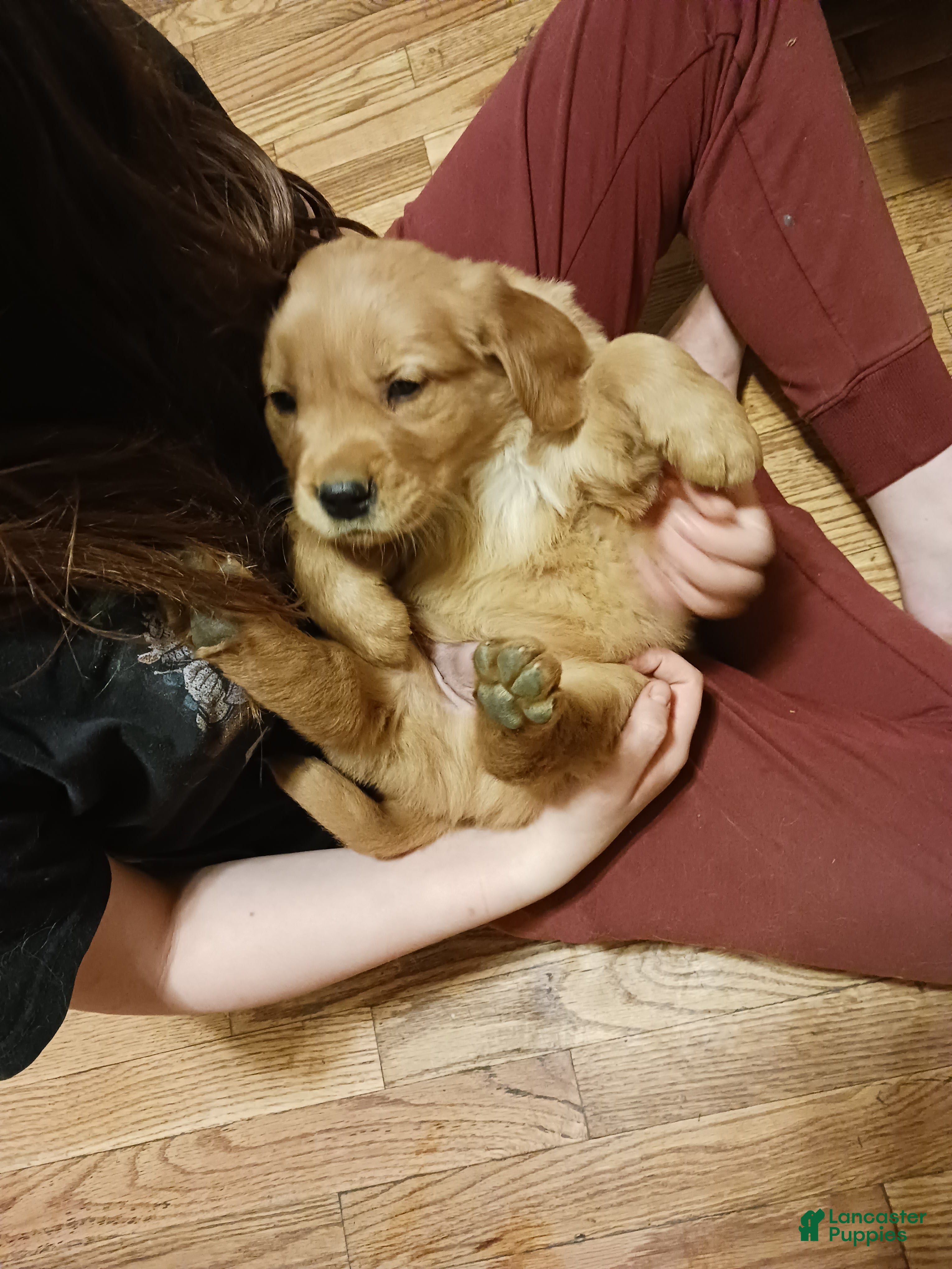 Golden Retriever dogs Ginger - Ad 8