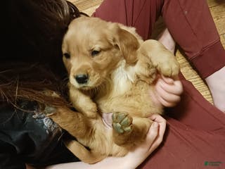 Golden Retriever dogs Ginger - Ad 21