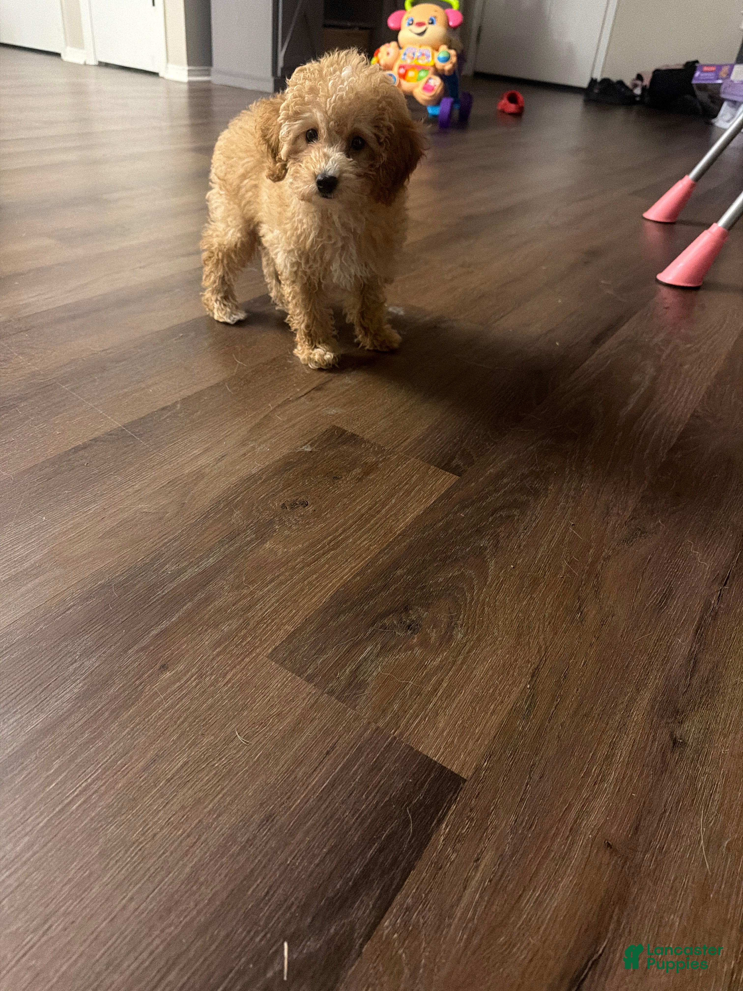 Miniature Poodle dogs Miniature Poodle 1 - Ad 2
