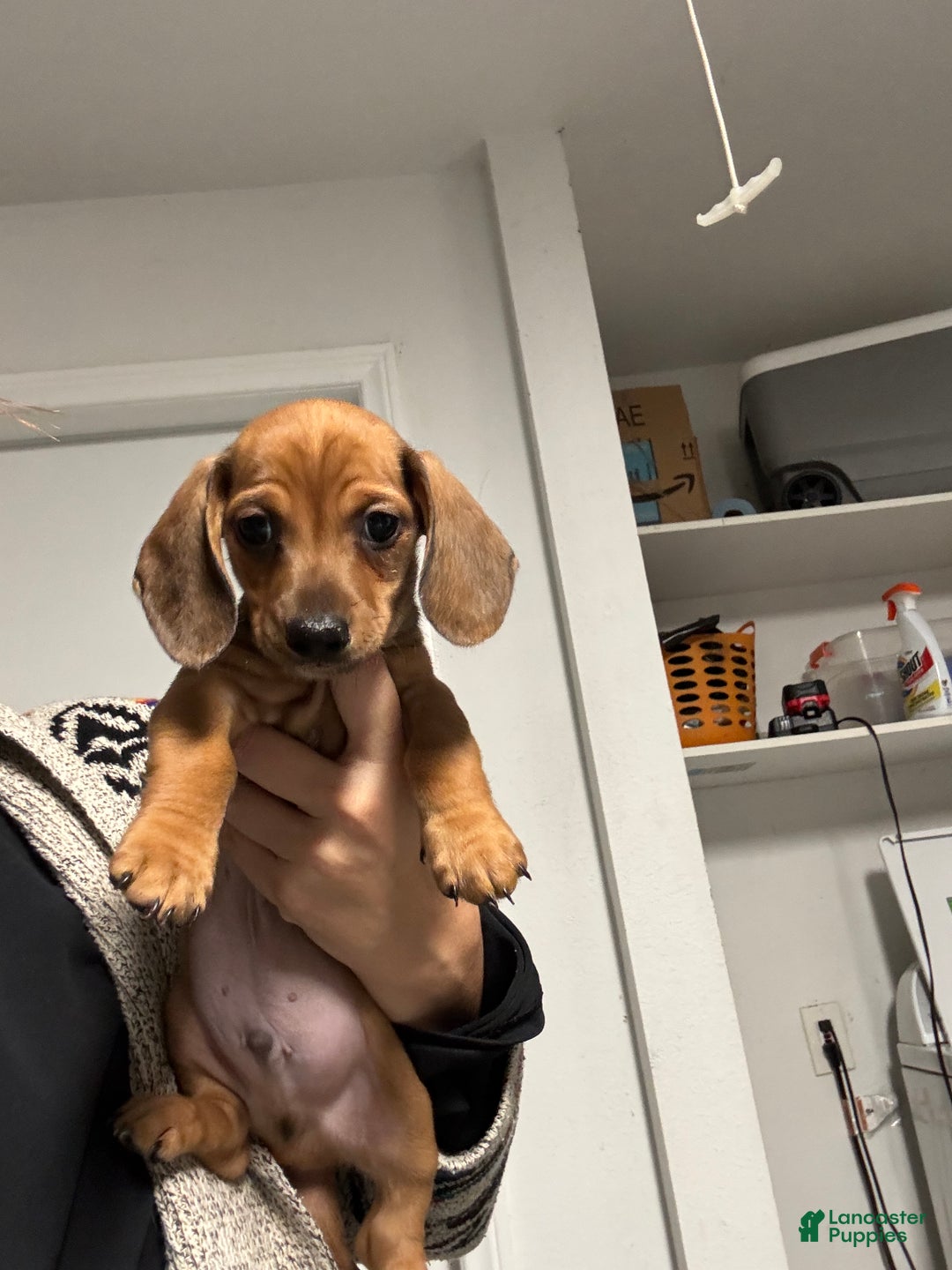 Dachshund dogs for sale: Dachshund Puppy 1 - Ad 3