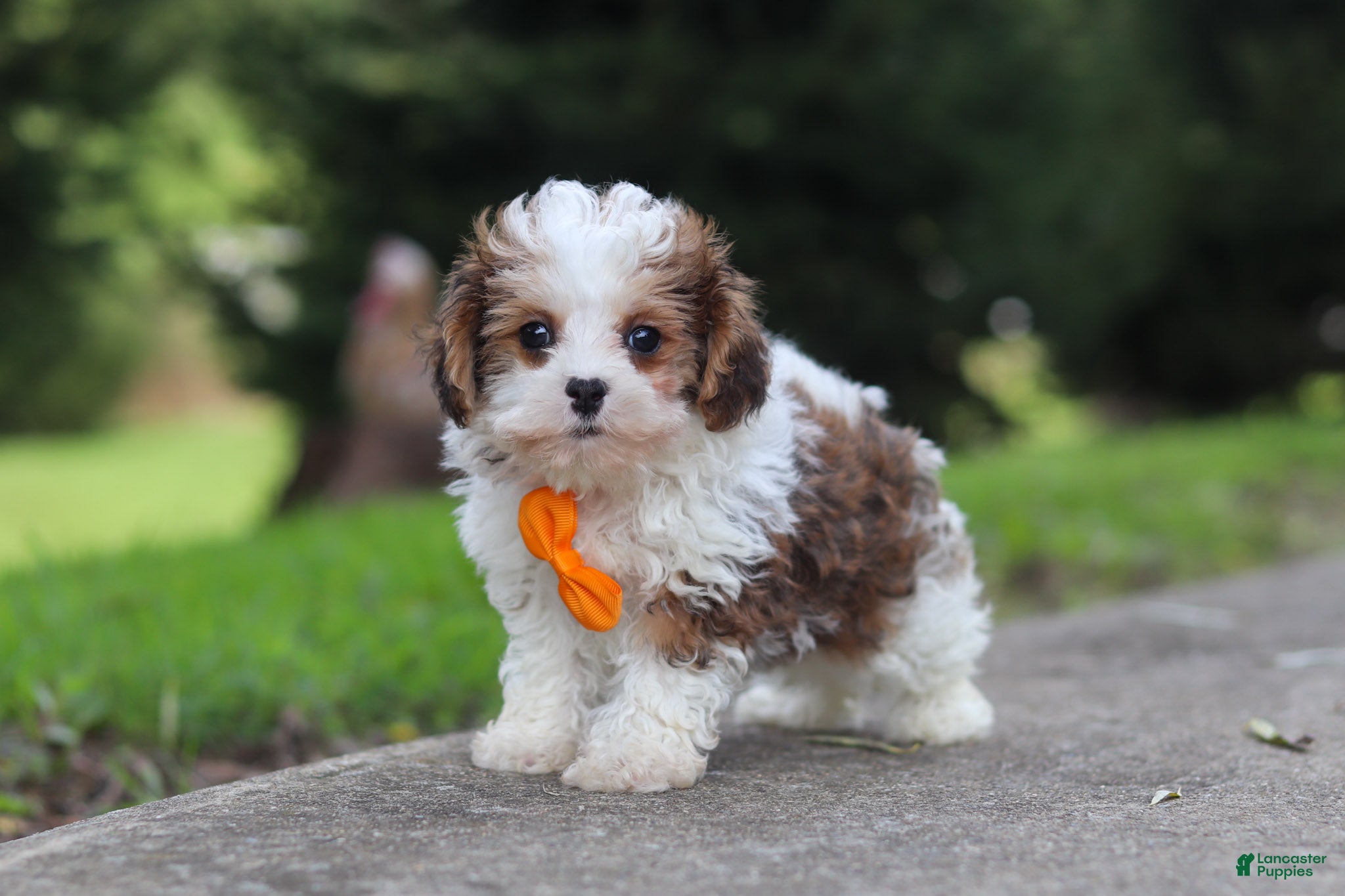 Maltipoo dogs Benji - Ad 2