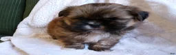 Shih Tzu dogs for sale: Oden - Ad 5