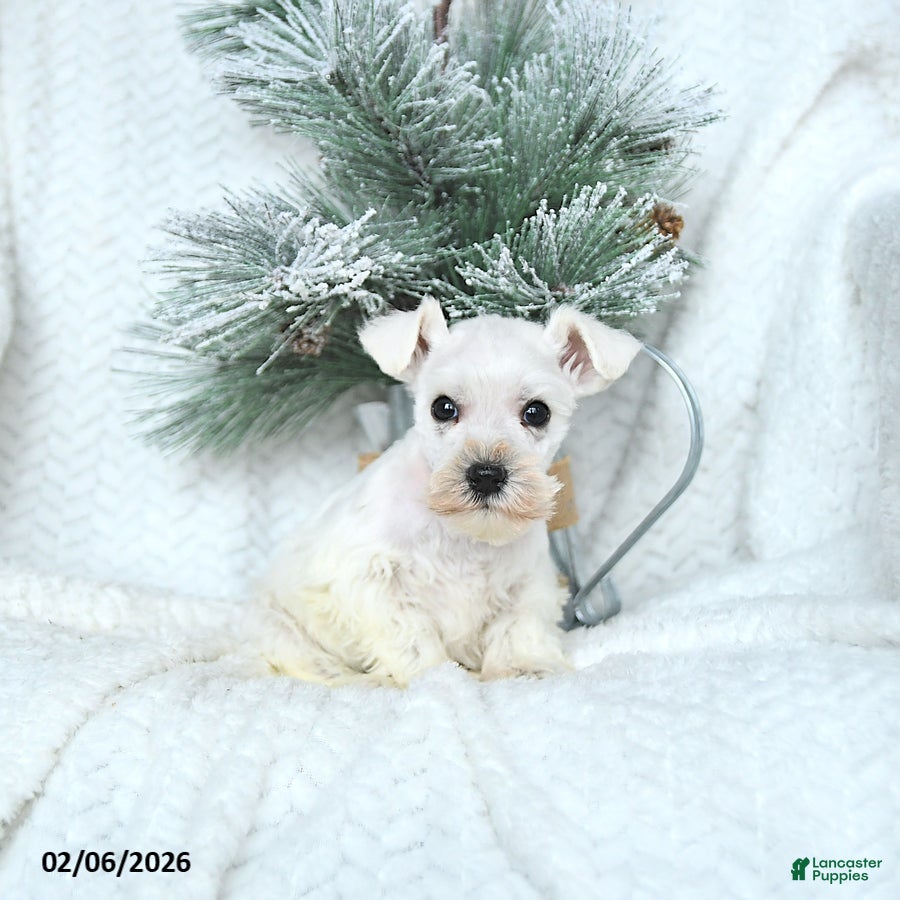 Miniature Schnauzer dogs Max - Ad 13