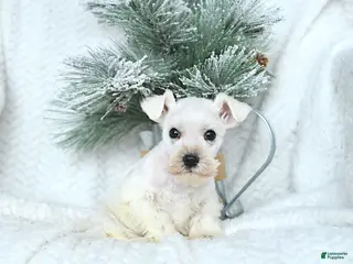 Miniature Schnauzer dogs Max - Ad 13