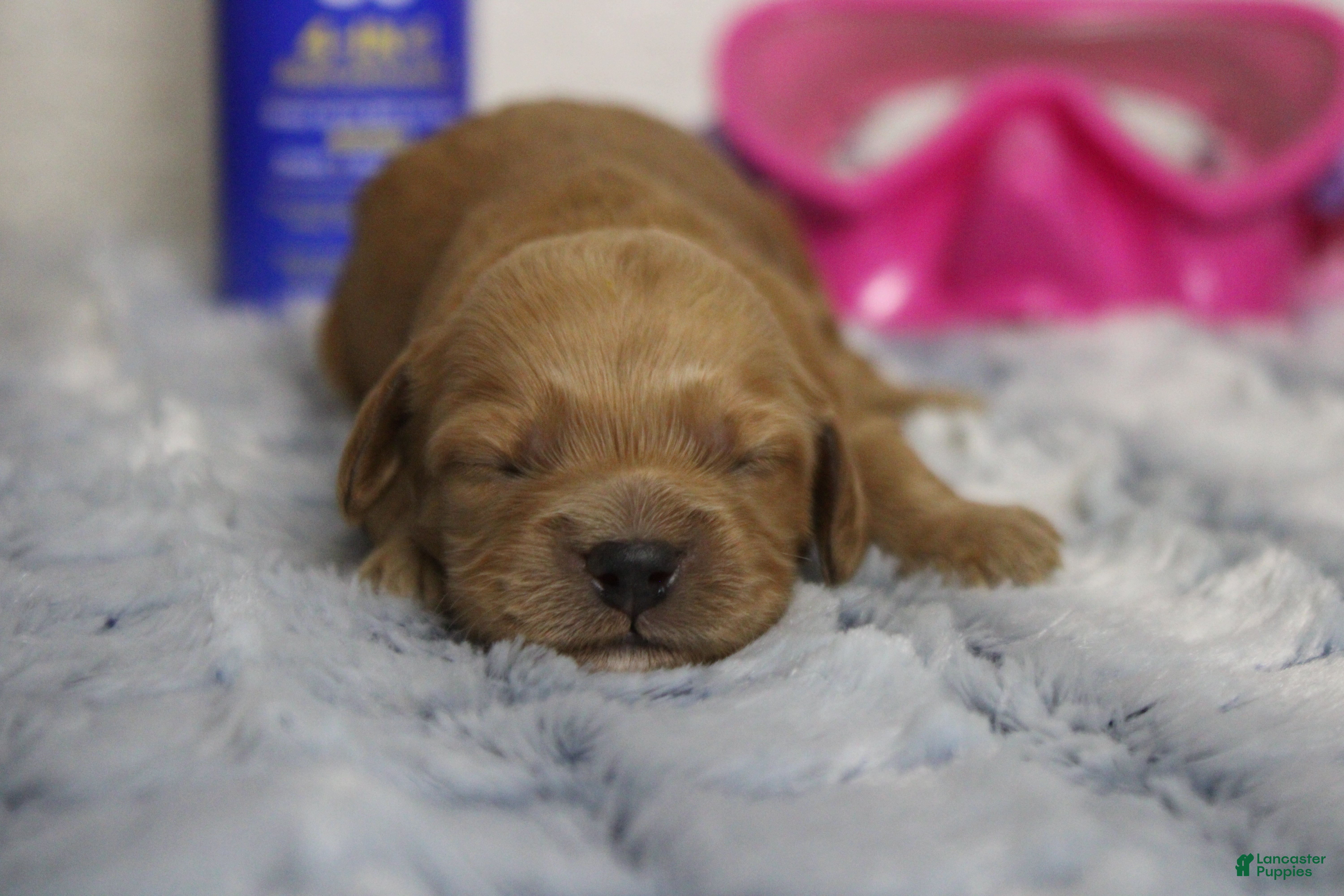Cockapoo dogs Carrie - Ad 37