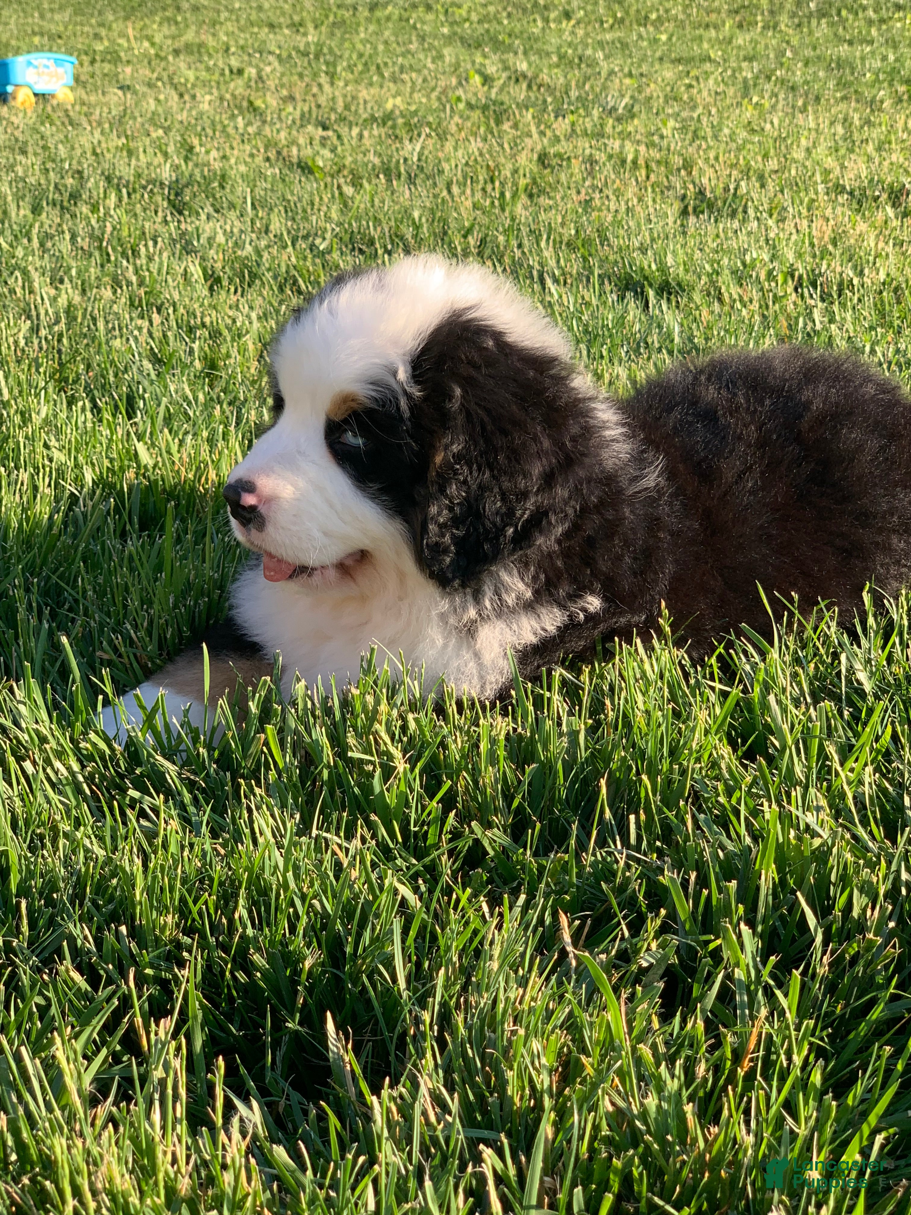 Bernese Mountain Dog dogs Rambo  - Ad 2