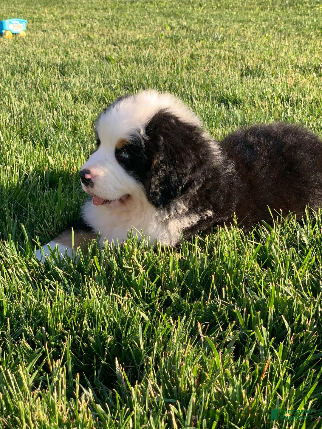 Bernese Mountain Dog dogs for sale: Rambo  - Ad 2