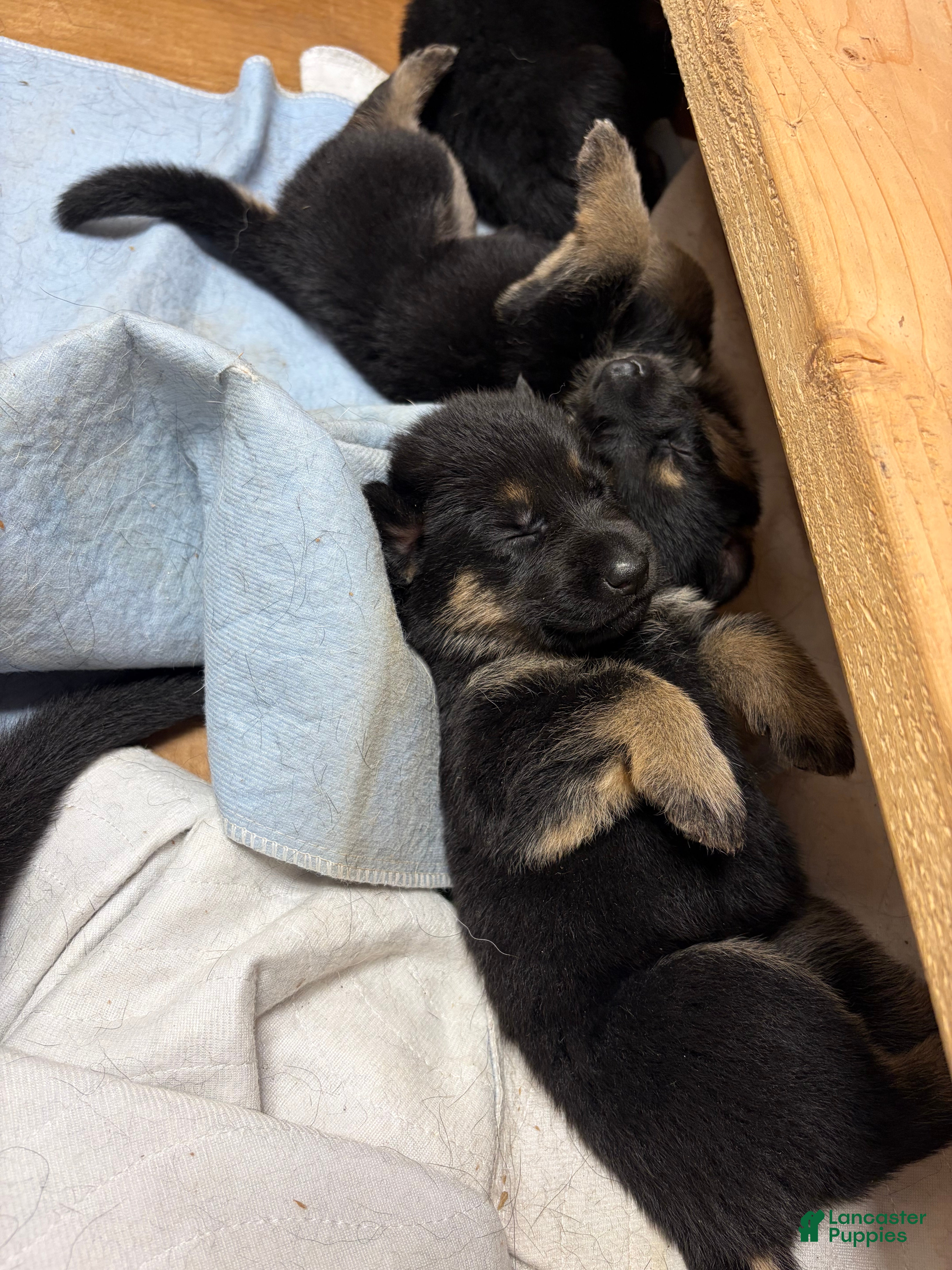 German Shepherd dogs German Shepherd Puppy 1 - Ad 4