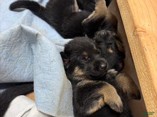 German Shepherd dogs German Shepherd Puppy 1 - Ad 39