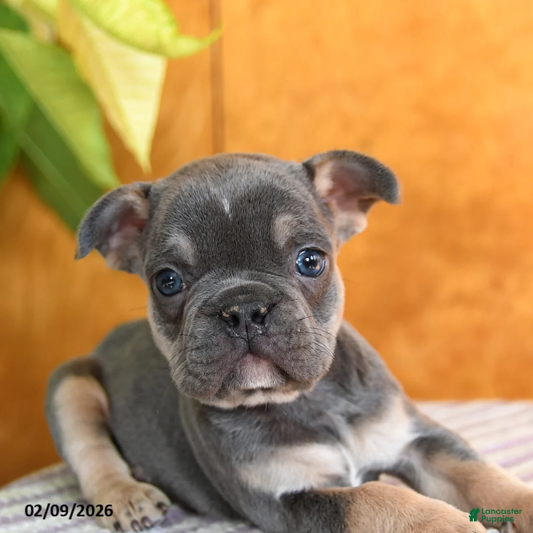French Bulldog dogs for sale: Lenny - Ad 5