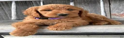 Irish Doodle dogs for sale: Charlotte  - Ad 9