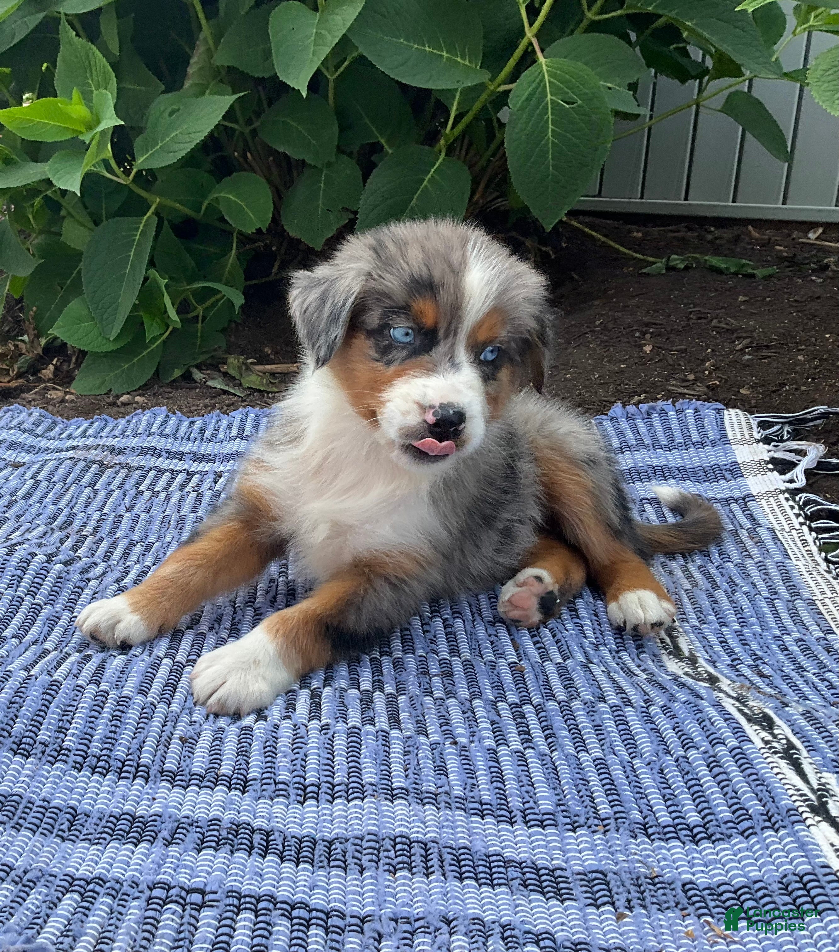 Australian Shepherd dogs  Zayne - Ad 2