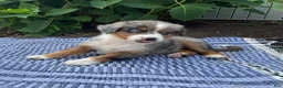 Australian Shepherd dogs for sale:  Zayne - Ad 2