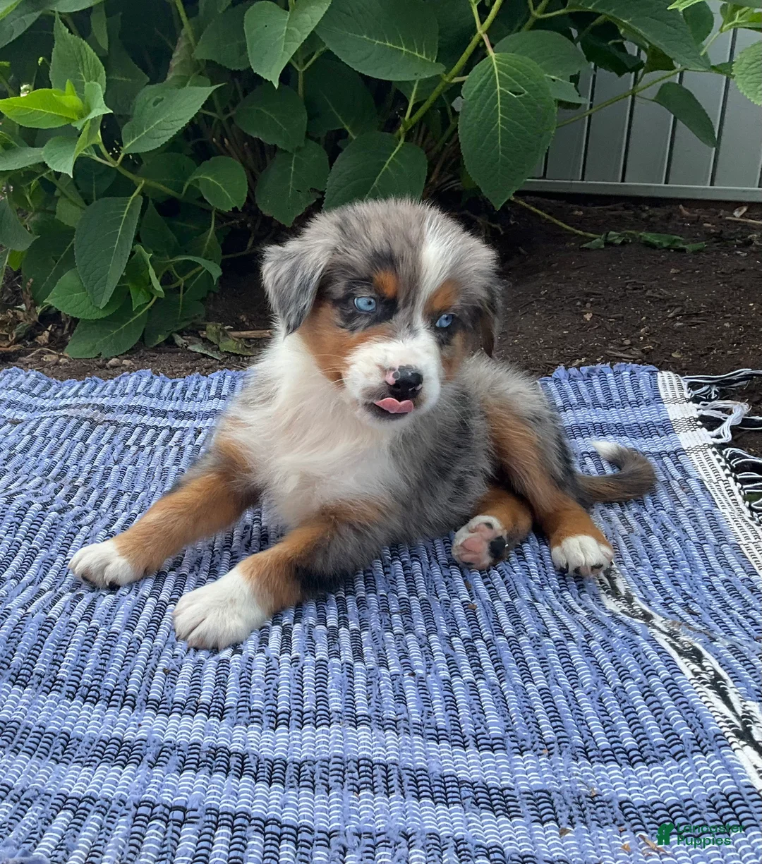 Australian Shepherd dogs for sale:  Zayne - Ad 2