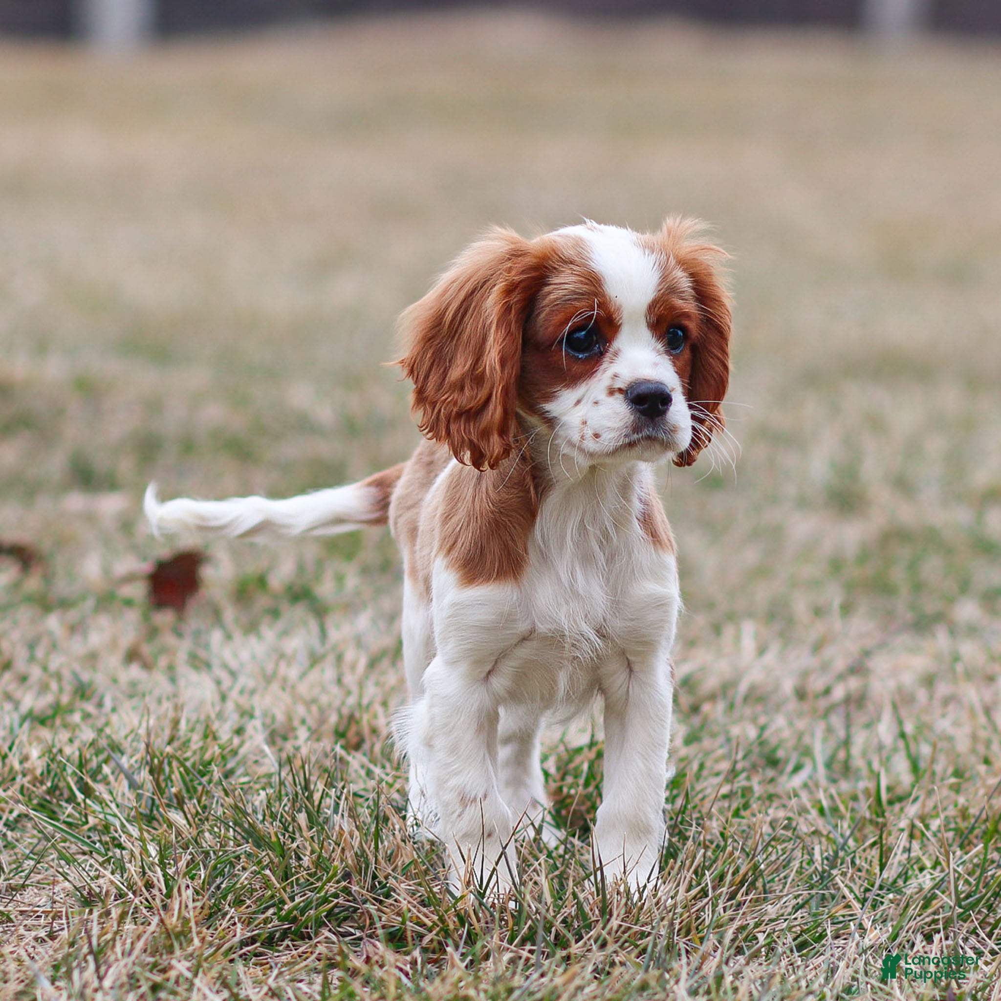 Cavalier King Charles Spaniel dogs Liam - Ad 2