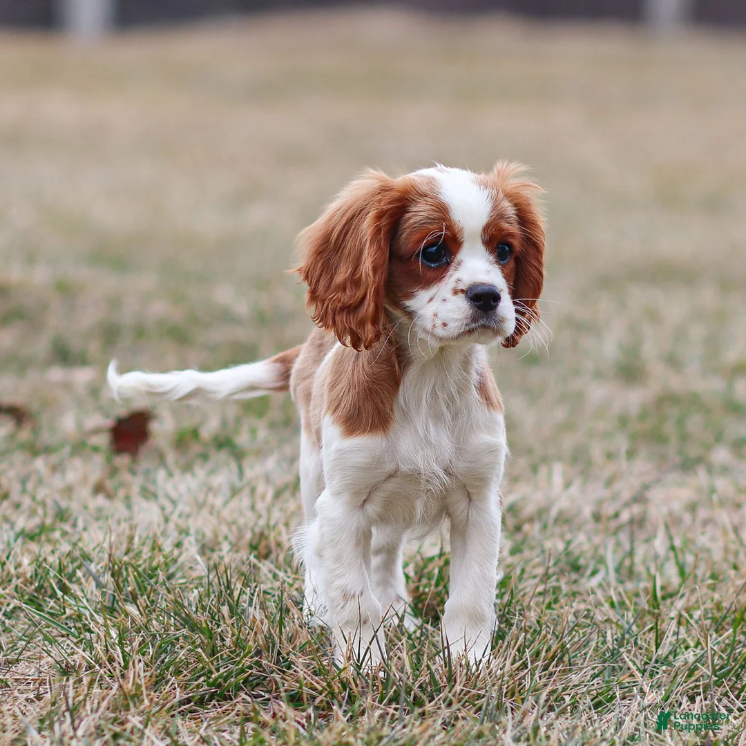 Cavalier King Charles Spaniel dogs for sale: Liam - Ad 2