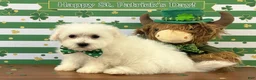 Bichon Frise dogs for sale: Huck - Ad 1
