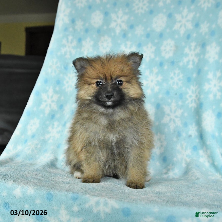 Pomeranian dogs Dixie - Ad 2