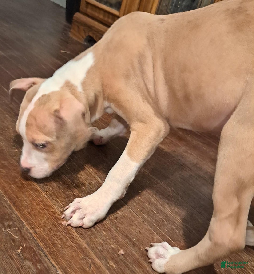 American Bully dogs for sale: American Bully Puppy 2 - Ad 2