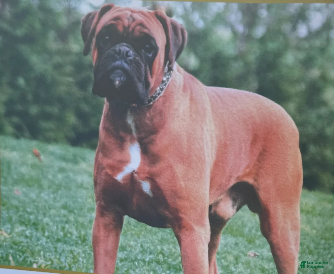 Boxer dogs for sale: Gianna - Ad 4