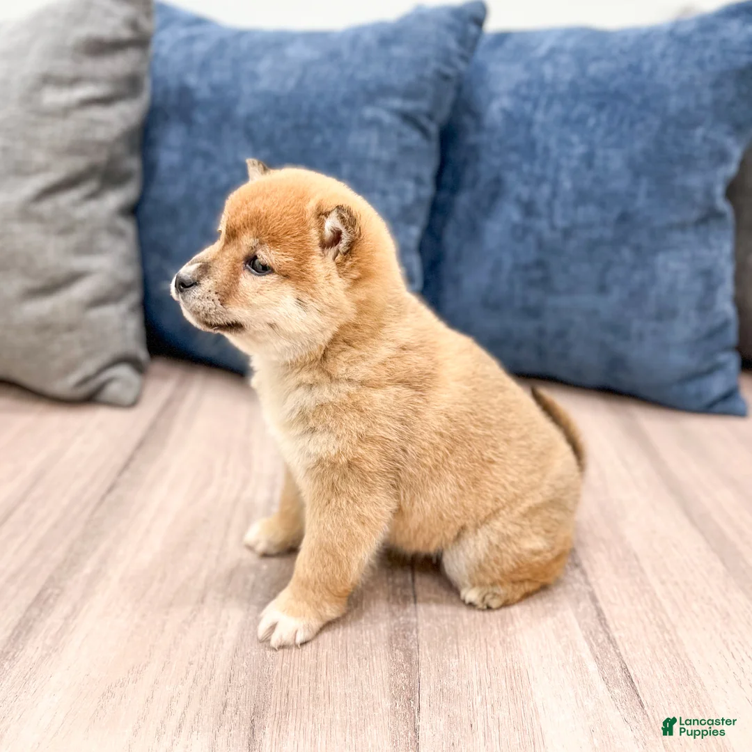 Shiba Inu dogs for sale: Lanie - Ad 4