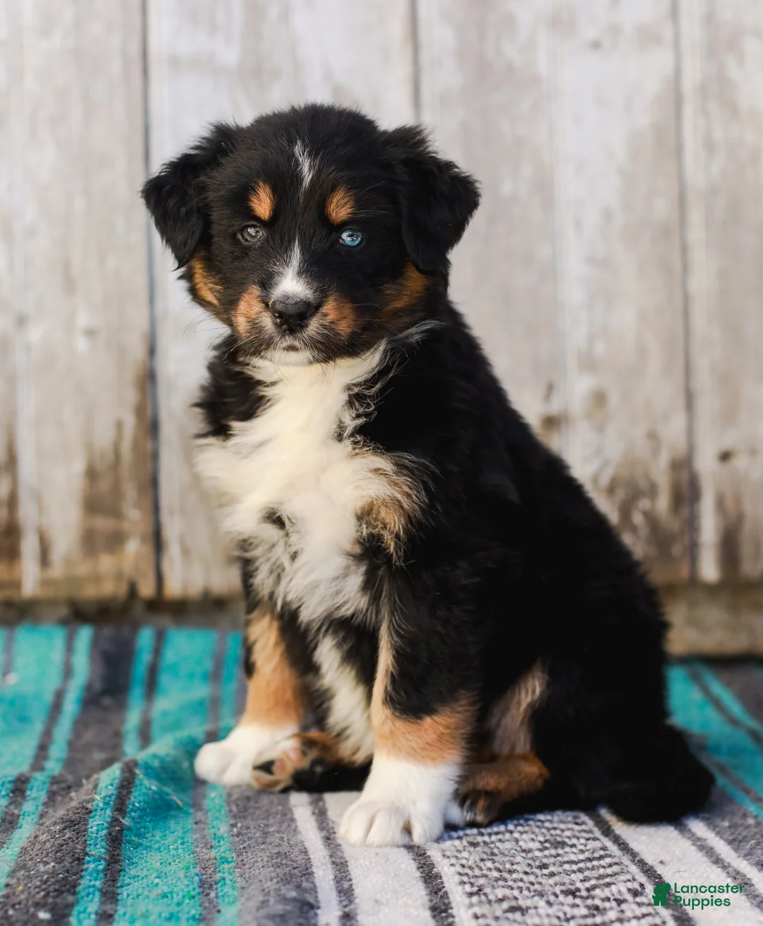 Australian Shepherd dogs for sale: Kelsey - Ad 1