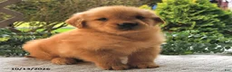 Golden Retriever dogs for sale: Pecan  - Ad 3