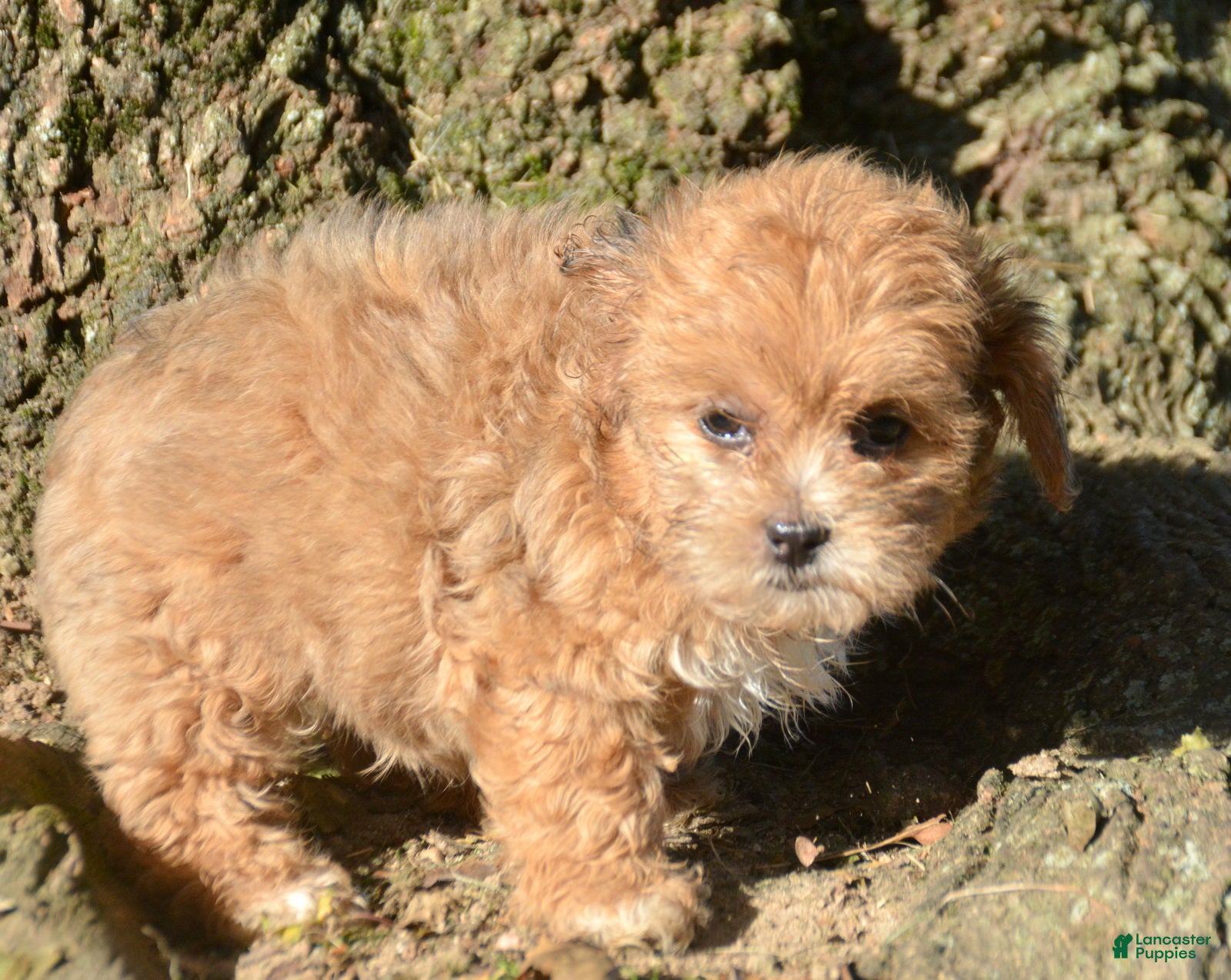 Shihpoo dogs Sheila Shihpoo 2 - Ad 1