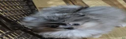 Pomeranian dogs for sale: Akc Jenny  - Ad 4