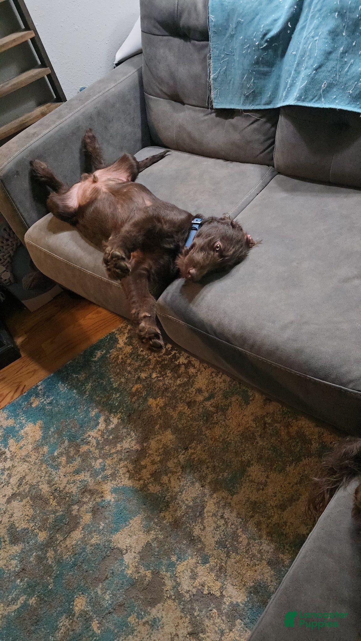 Labradoodle dogs Indy - Ad 2
