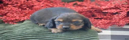 Miniature Dachshund dogs for sale: Austin - Ad 11