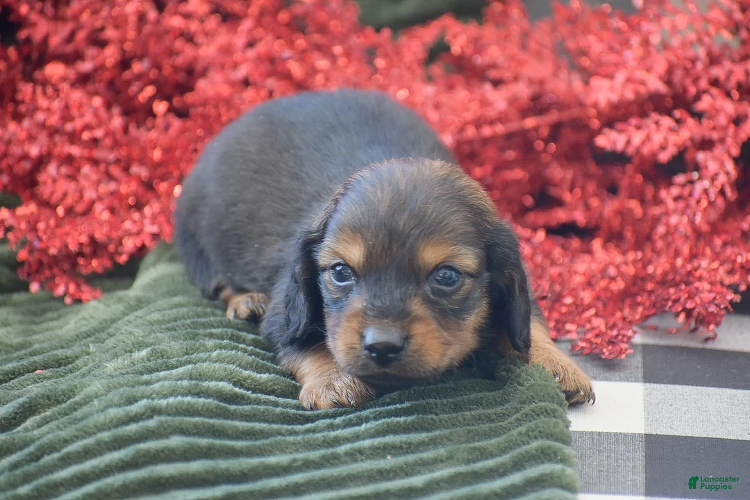 Miniature Dachshund dogs for sale: Austin - Ad 11