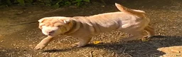 Shar Pei dogs for sale: Lyla - Ad 10