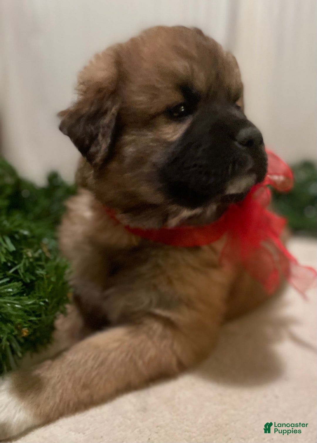 Mixed Breed dogs for sale: Blitzen: one of Santa’s Rein-puppies - Ad 1