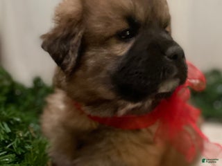 Mixed Breed dogs Blitzen: one of Santa’s Rein-puppies - Ad 2
