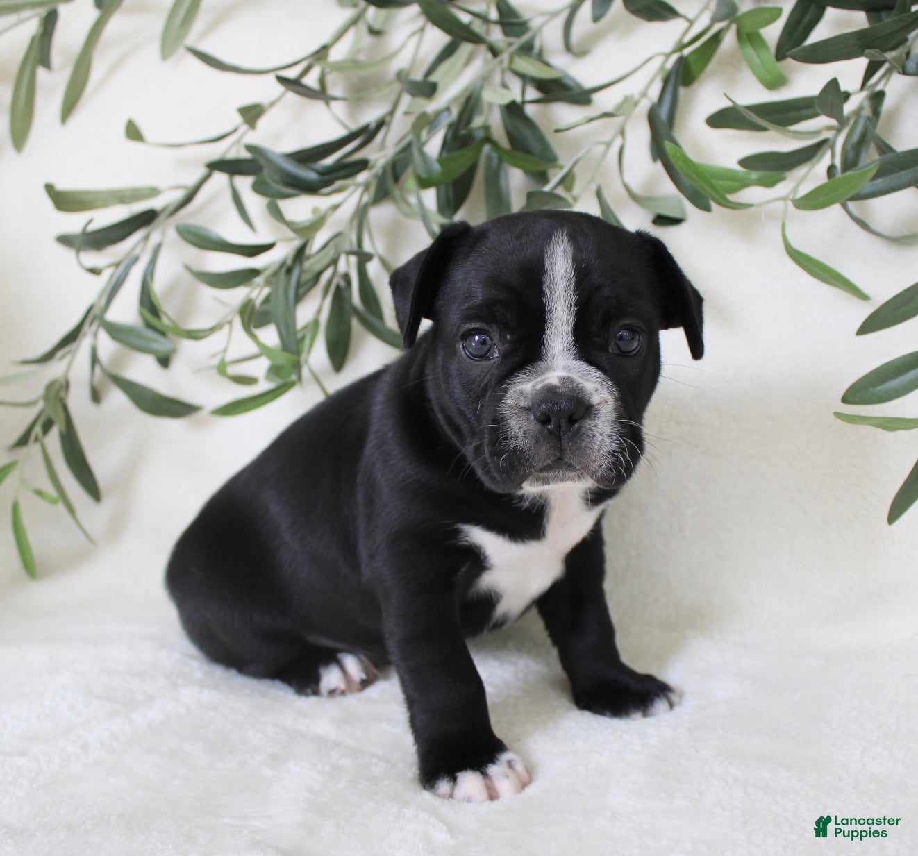 Frenchton dogs Archie  - Ad 1