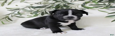Archie 