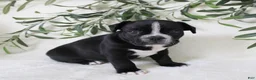 Frenchton dogs for sale: Archie  - Ad 1