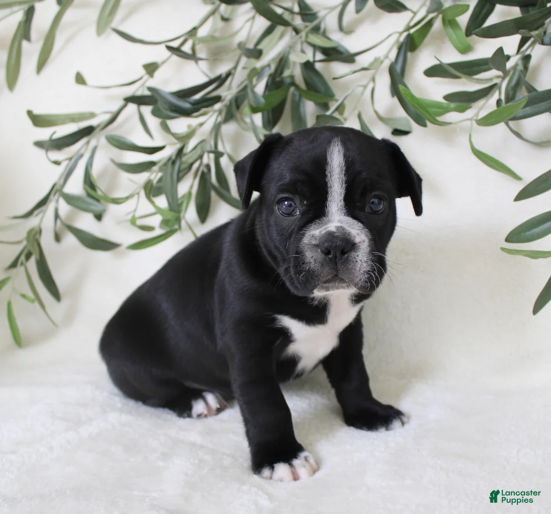 Frenchton dogs for sale: Archie  - Ad 1