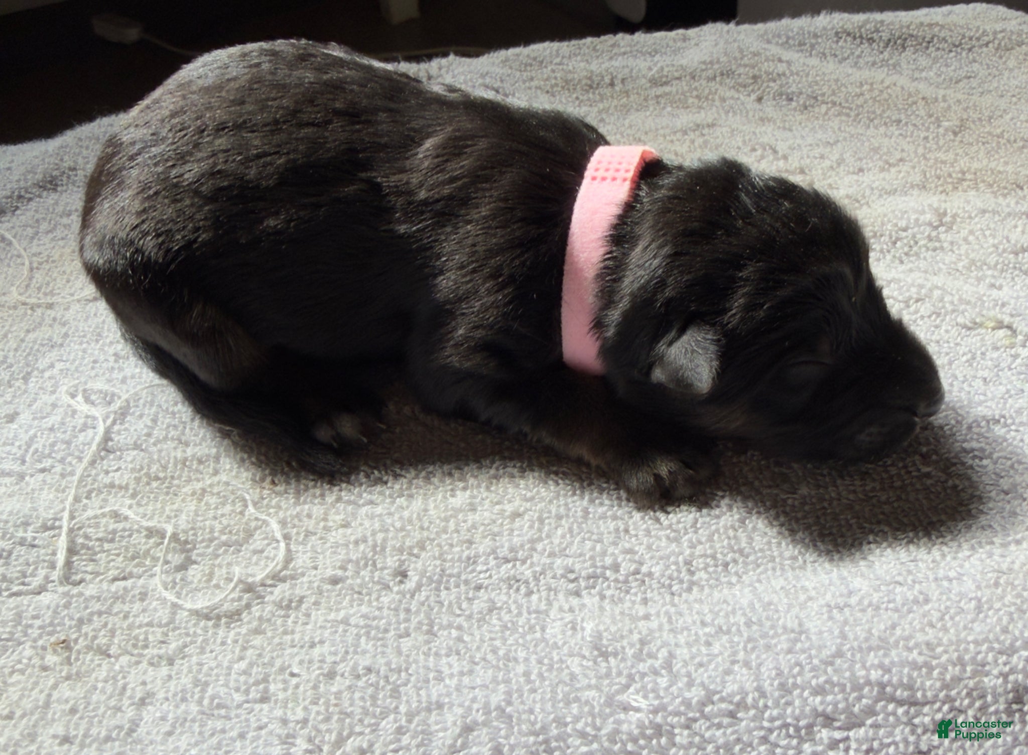 German Shepherd dogs German Shepherd Puppy 4- Pink Female - Ad 8