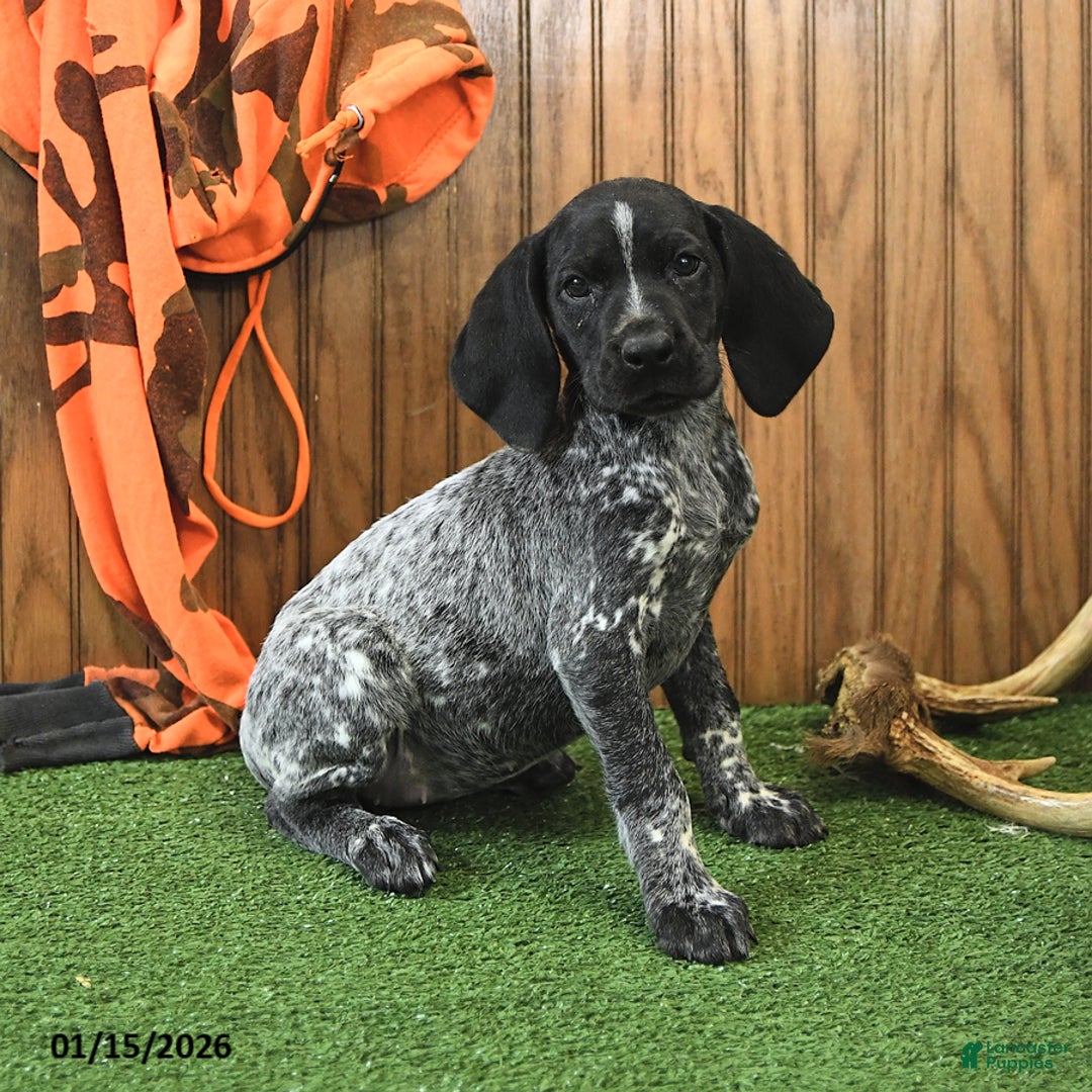 German Shorthaired Pointer dogs for sale: Cassie   - Ad 2