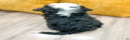 Mini Bernedoodle dogs for sale: Buster - Ad 5